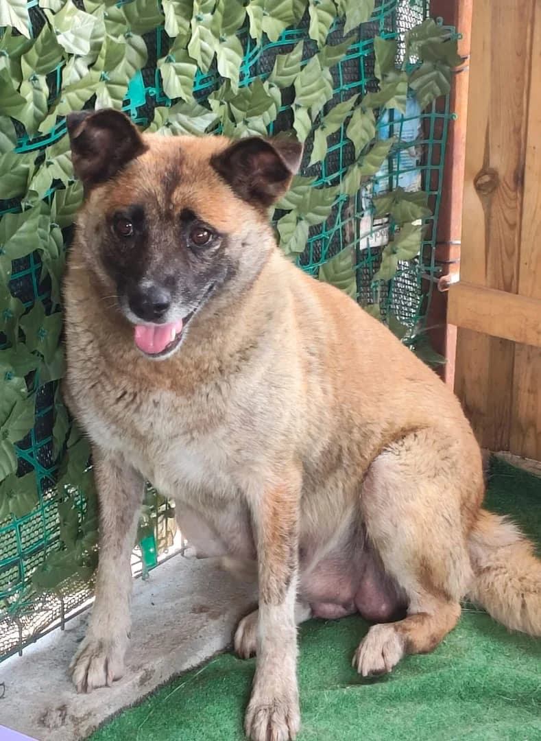Nora, Bej female young Mixed Breed for adoption at ASPA București — Catalog Câini