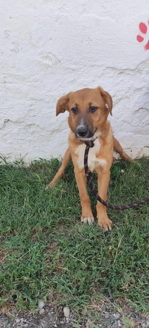 Nova, Roșcat female puppy Mixed Breed for adoption at ASPA București — Catalog Câini