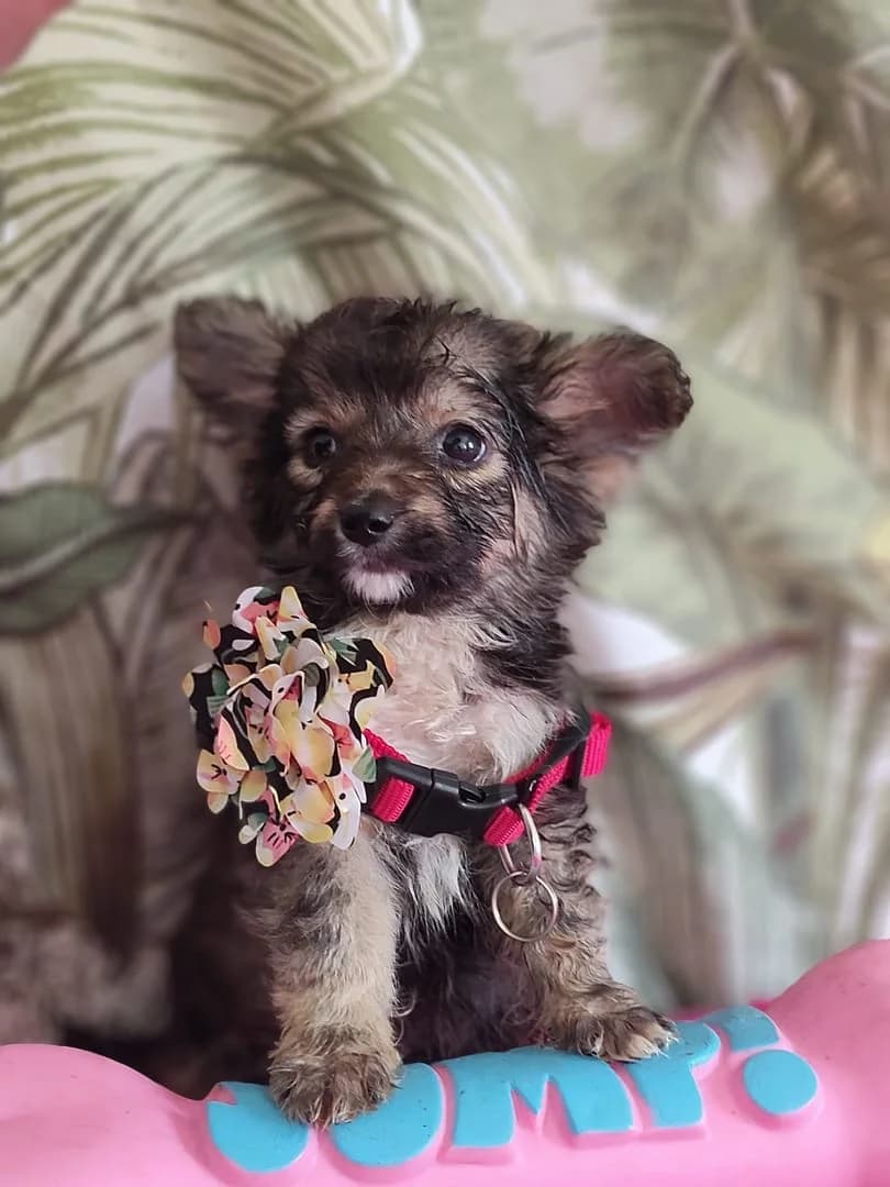 Nala, Negru female puppy Mixed Breed for adoption at ASPA București — Catalog Câini