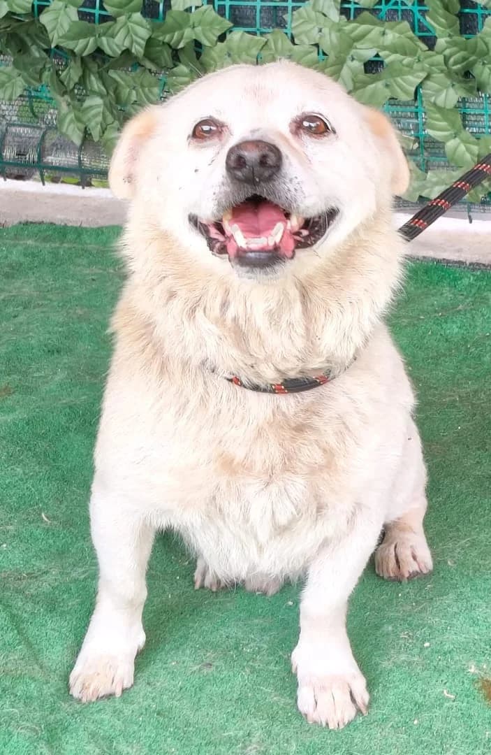 Queen, Bej male senior Mixed Breed for adoption at ASPA București — Catalog Câini