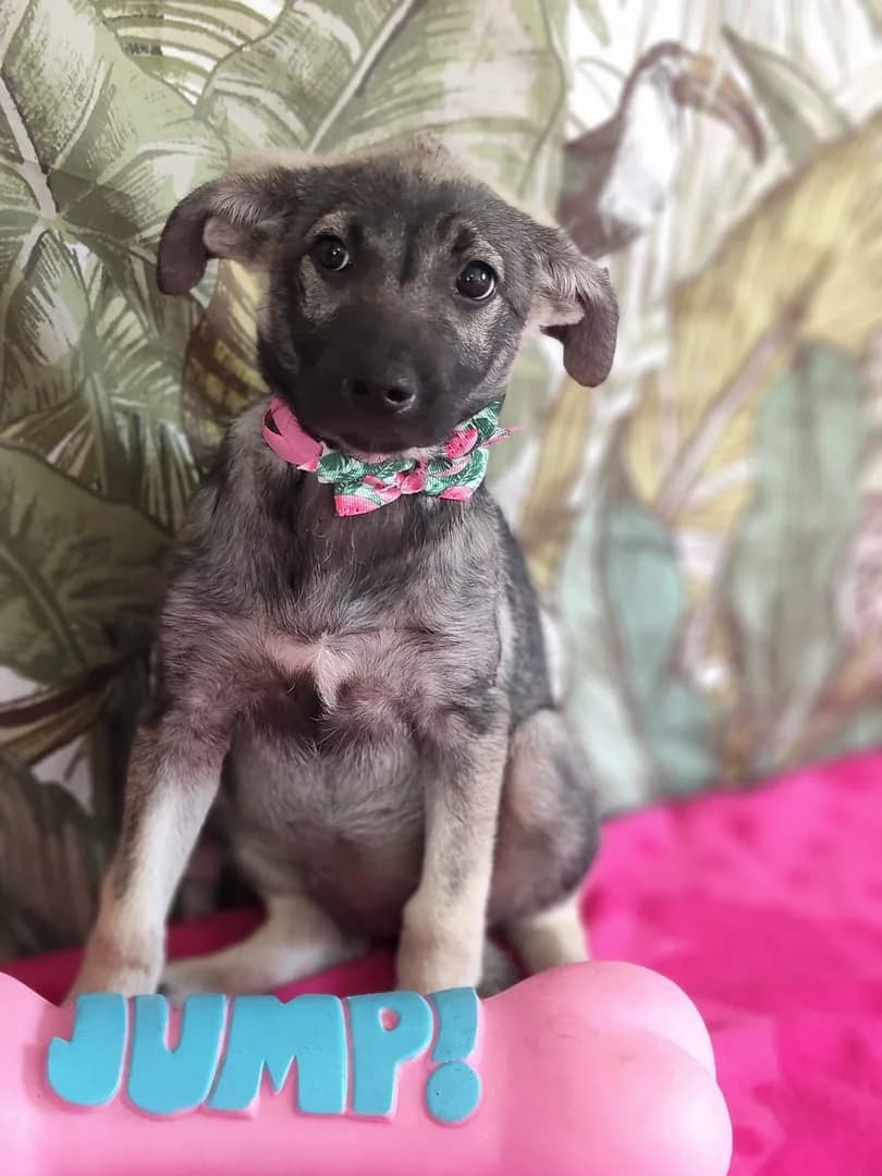 Gracie, Gri female puppy Mixed Breed for adoption at ASPA București — Catalog Câini