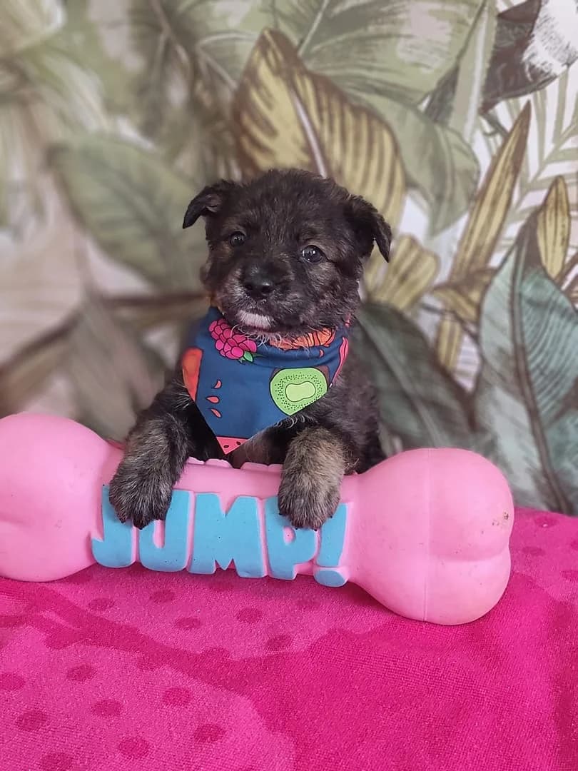 Thor, Negru male puppy Mixed Breed for adoption at ASPA București — Catalog Câini