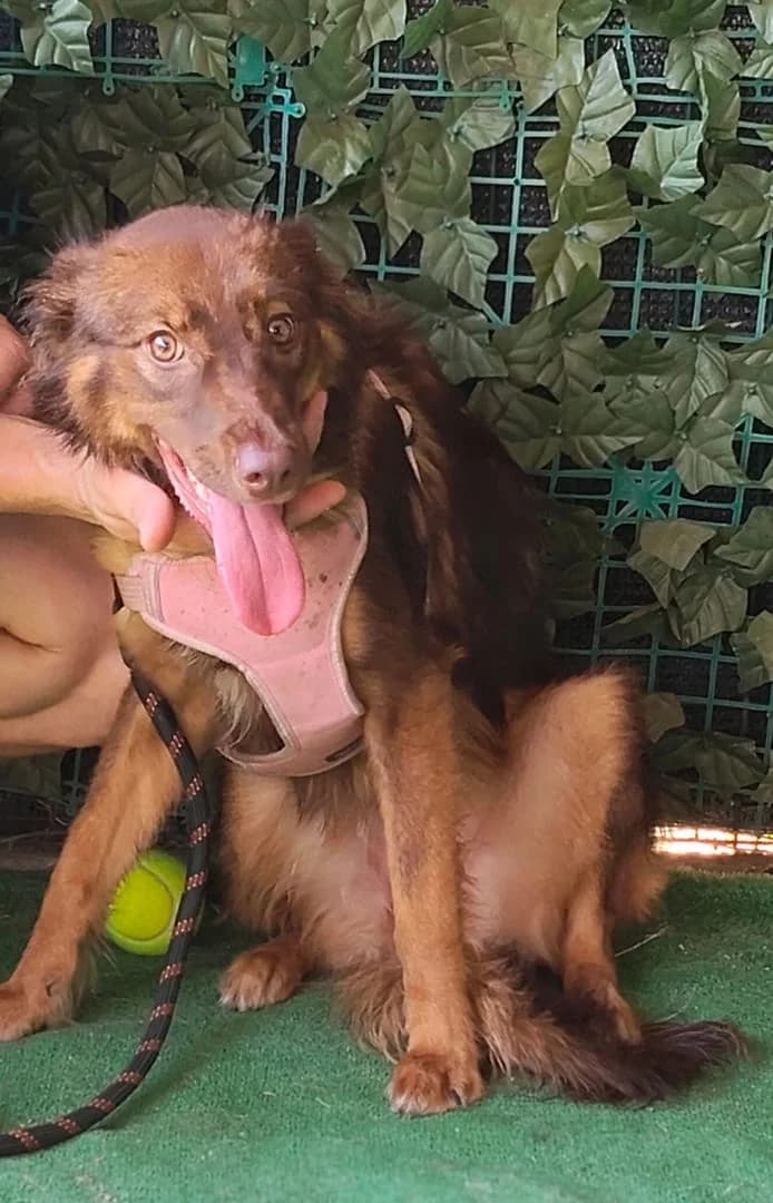 Lola, BRUN female young Mixed Breed for adoption at ASPA București — Catalog Câini