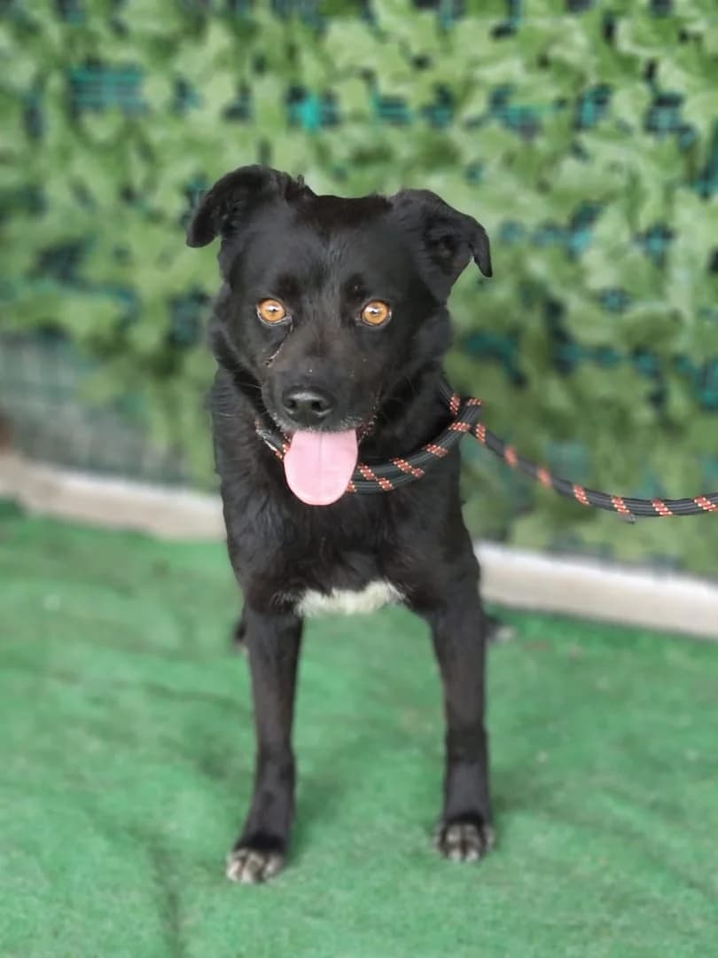 Duke, Negru male 3yo Mixed Breed for adoption at ASPA București — Catalog Câini