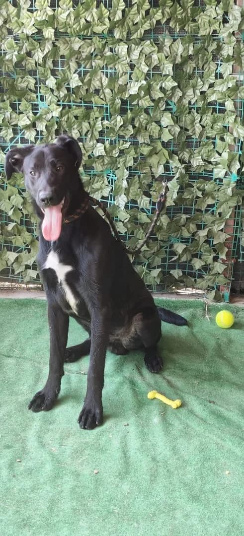Scout, Negru male young Mixed Breed for adoption at ASPA București — Catalog Câini