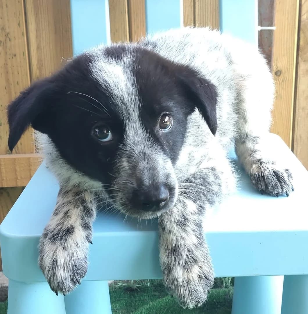 Atlas, Alb male puppy Mixed Breed for adoption at ASPA București — Catalog Câini