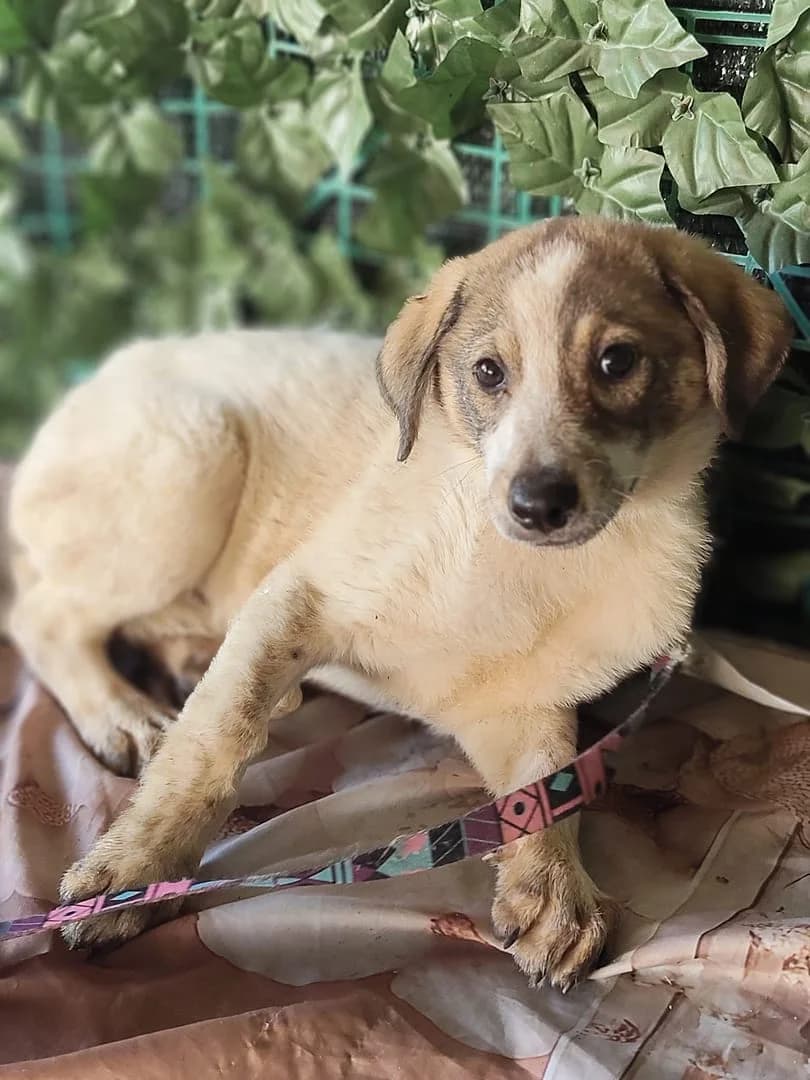 Sophie, Alb female puppy Mixed Breed for adoption at ASPA București — Catalog Câini