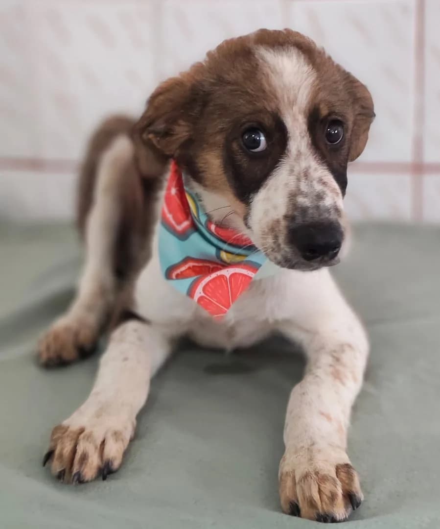 Ruby, Maro male puppy Mixed Breed for adoption at ASPA București — Catalog Câini