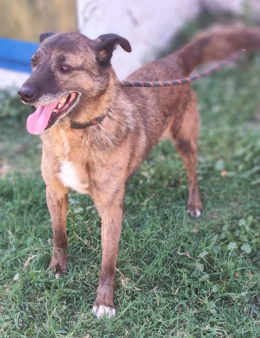 Abby, Maro male young Mixed Breed for adoption at ASPA București — Catalog Câini