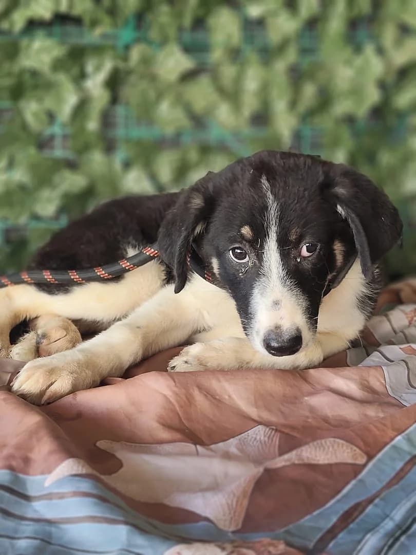 Gracie, Negru female puppy Mixed Breed for adoption at ASPA București — Catalog Câini