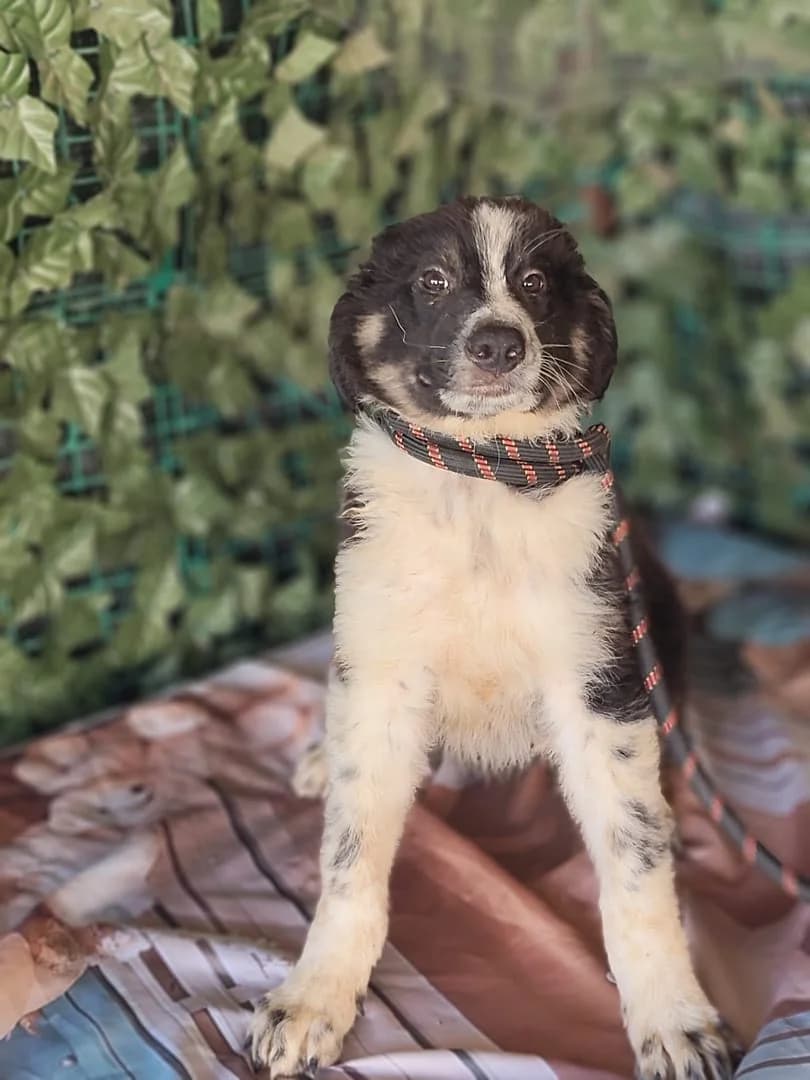 Harper, Negru male puppy Mixed Breed for adoption at ASPA București — Catalog Câini