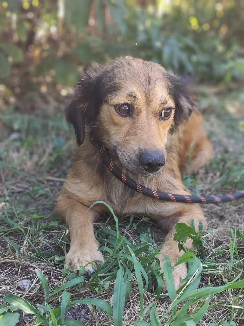 Grace, Roșcat female young Mixed Breed for adoption at ASPA București — Catalog Câini