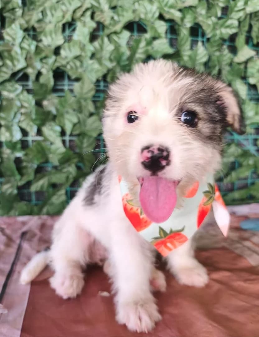 Sophie, Alb female puppy Mixed Breed for adoption at ASPA București — Catalog Câini