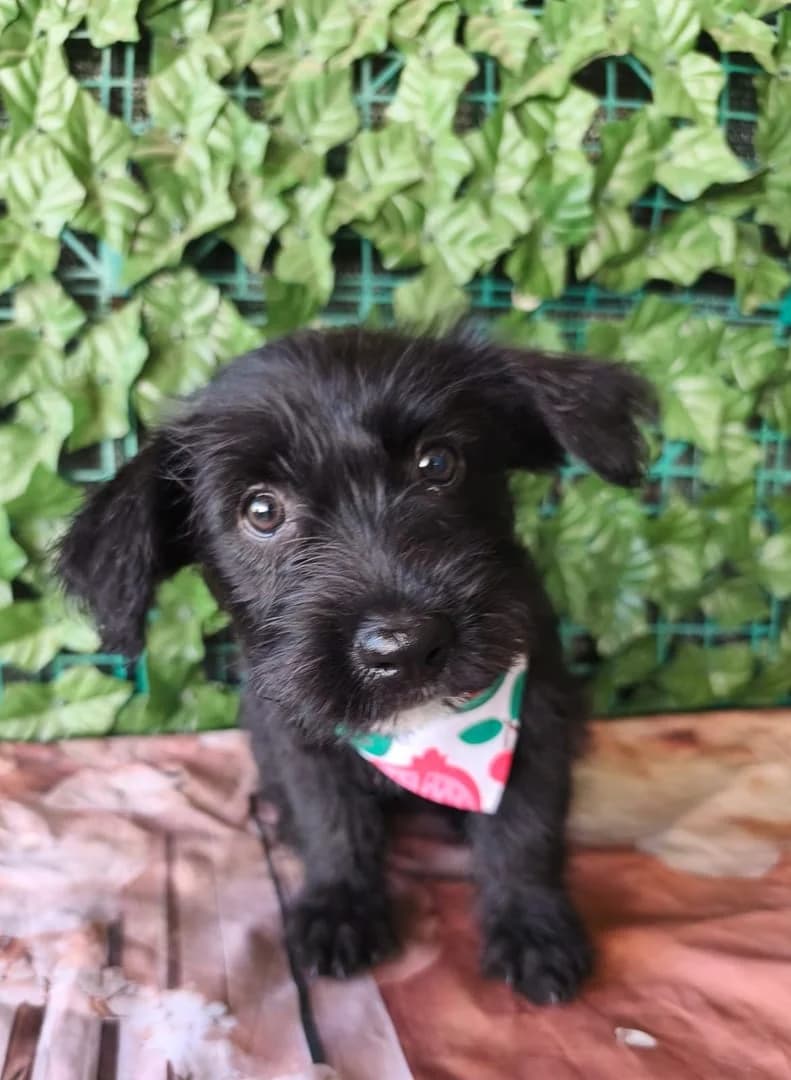 Zara, Negru female puppy Mixed Breed for adoption at ASPA București — Catalog Câini