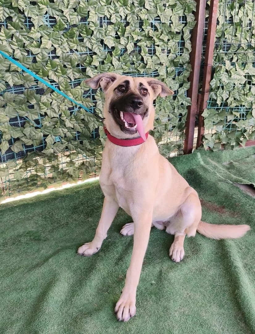 Stella, Bej female puppy Mixed Breed for adoption at ASPA București — Catalog Câini