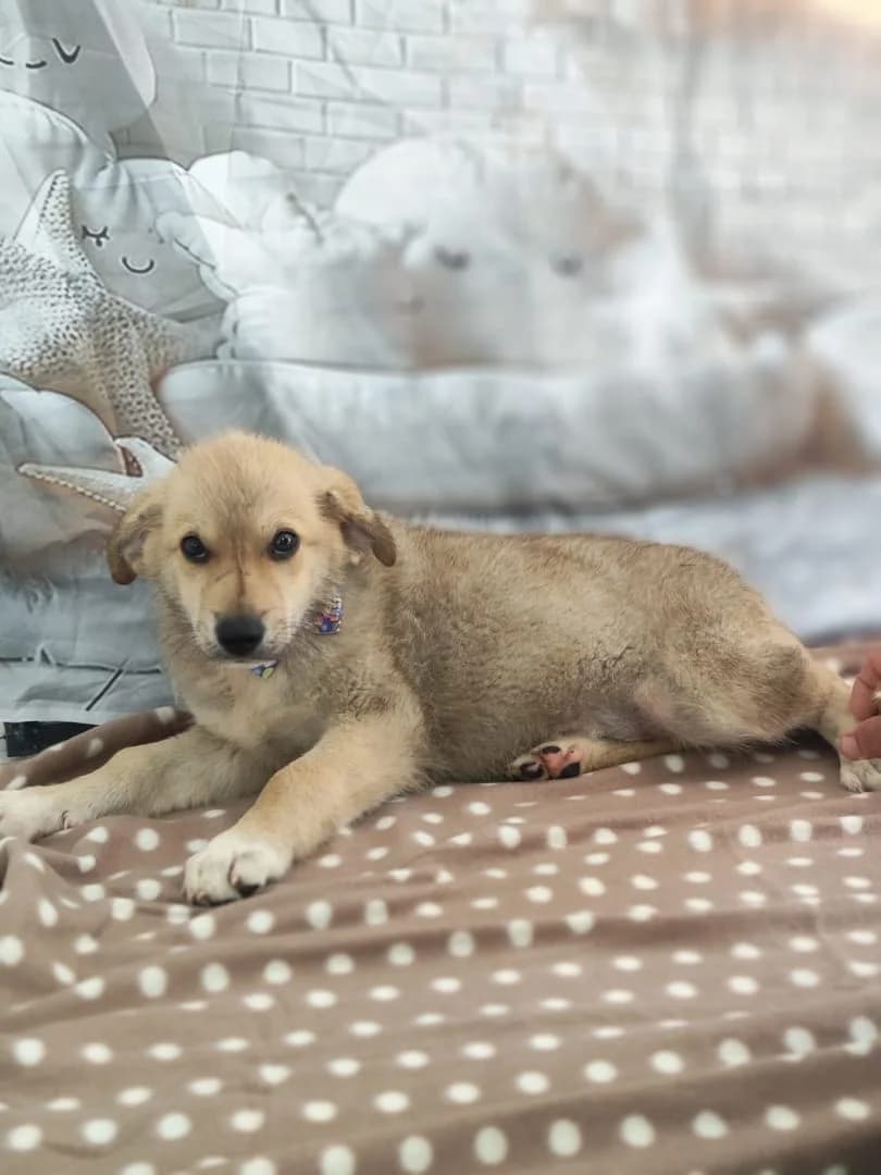 Milo, Maro male puppy Mixed Breed for adoption at ASPA București — Catalog Câini