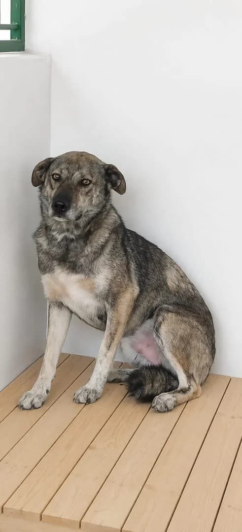 Ace, Gri male young Mixed Breed for adoption at ASPA București — Catalog Câini