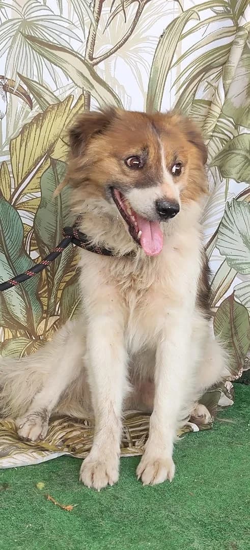Jade, Maro male young Mixed Breed for adoption at ASPA București — Catalog Câini