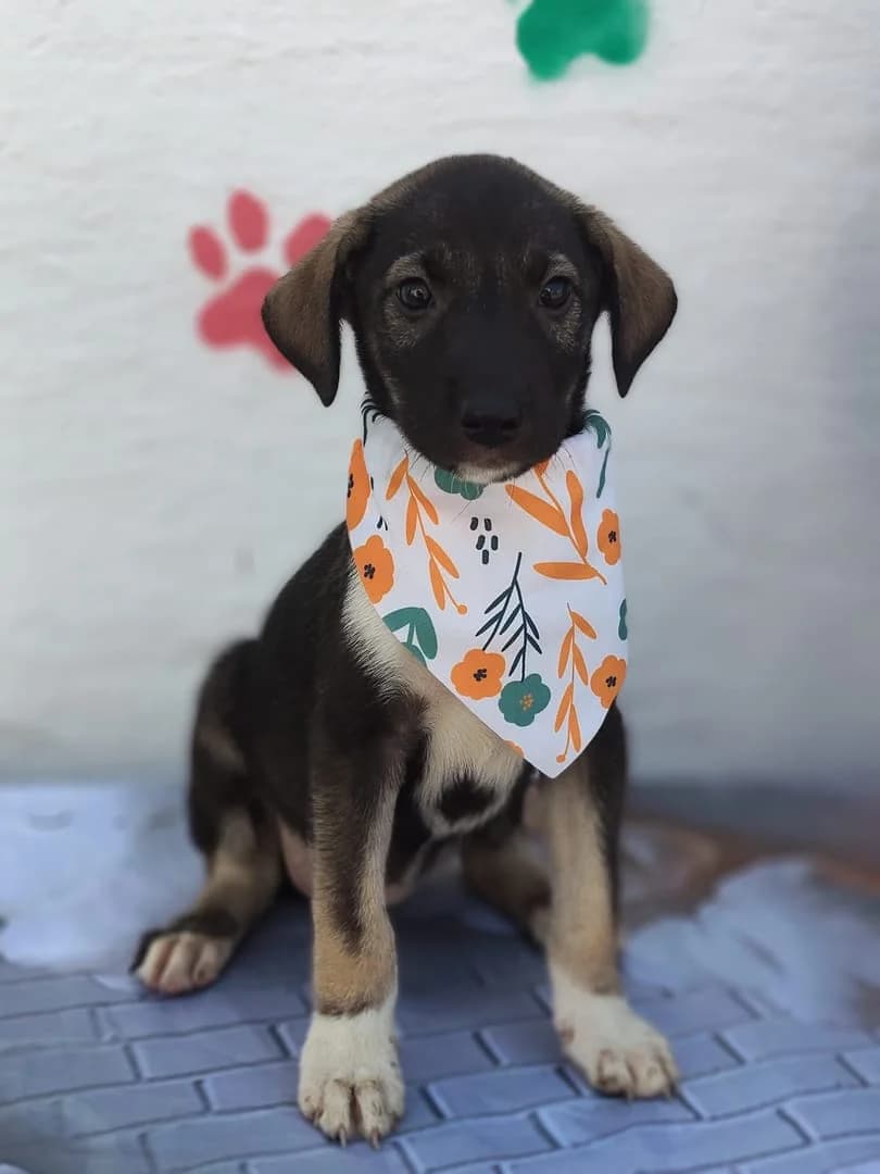 Nora, Negru female puppy Mixed Breed for adoption at ASPA București — Catalog Câini