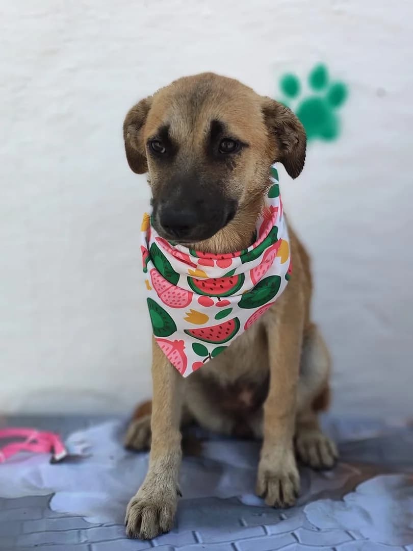 Uma, Maro female puppy Mixed Breed for adoption at ASPA București — Catalog Câini