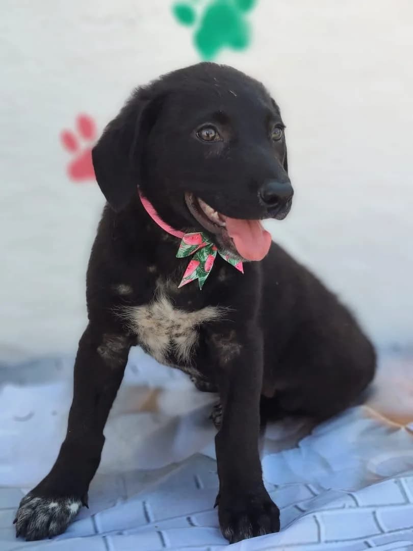 Gunner, Negru male puppy Mixed Breed for adoption at ASPA București — Catalog Câini