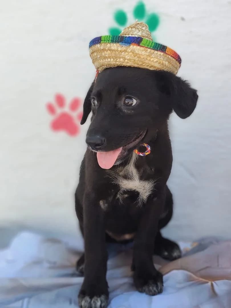 Callie, Negru female puppy Mixed Breed for adoption at ASPA București — Catalog Câini