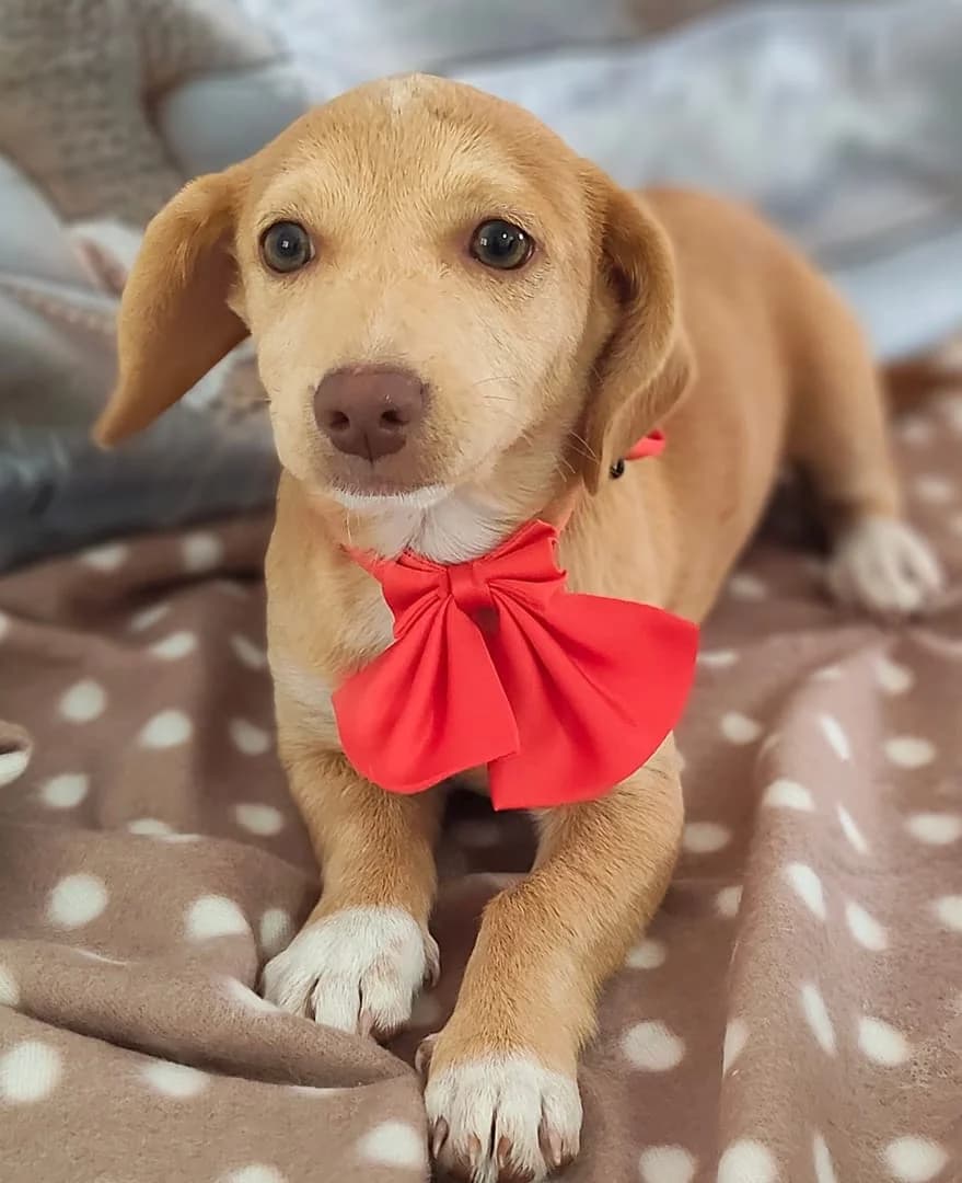 Gracie, Roșcat female puppy Mixed Breed for adoption at ASPA București — Catalog Câini