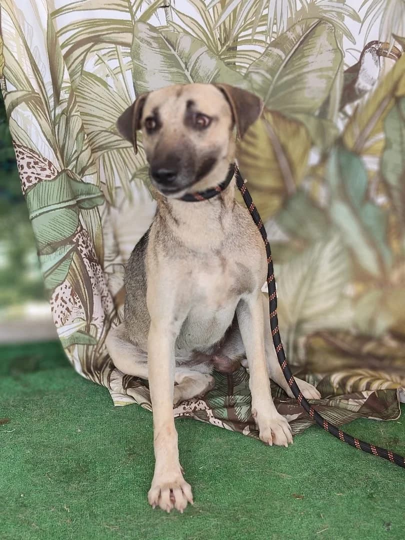 Penny, Gri female young Mixed Breed for adoption at ASPA București — Catalog Câini