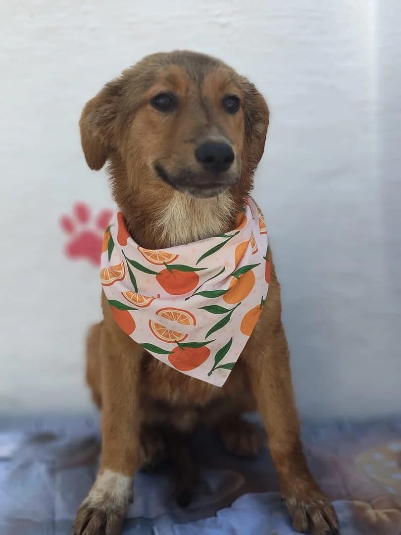 Roro, Maro male puppy Mixed Breed for adoption at ASPA București — Catalog Câini
