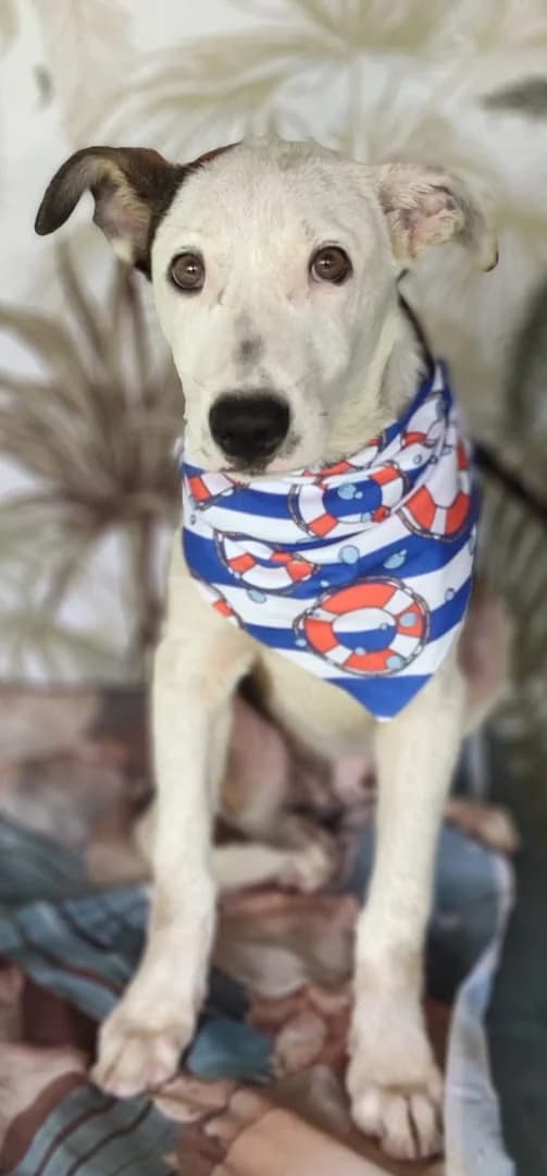 Raven, Alb male puppy Mixed Breed for adoption at ASPA București — Catalog Câini