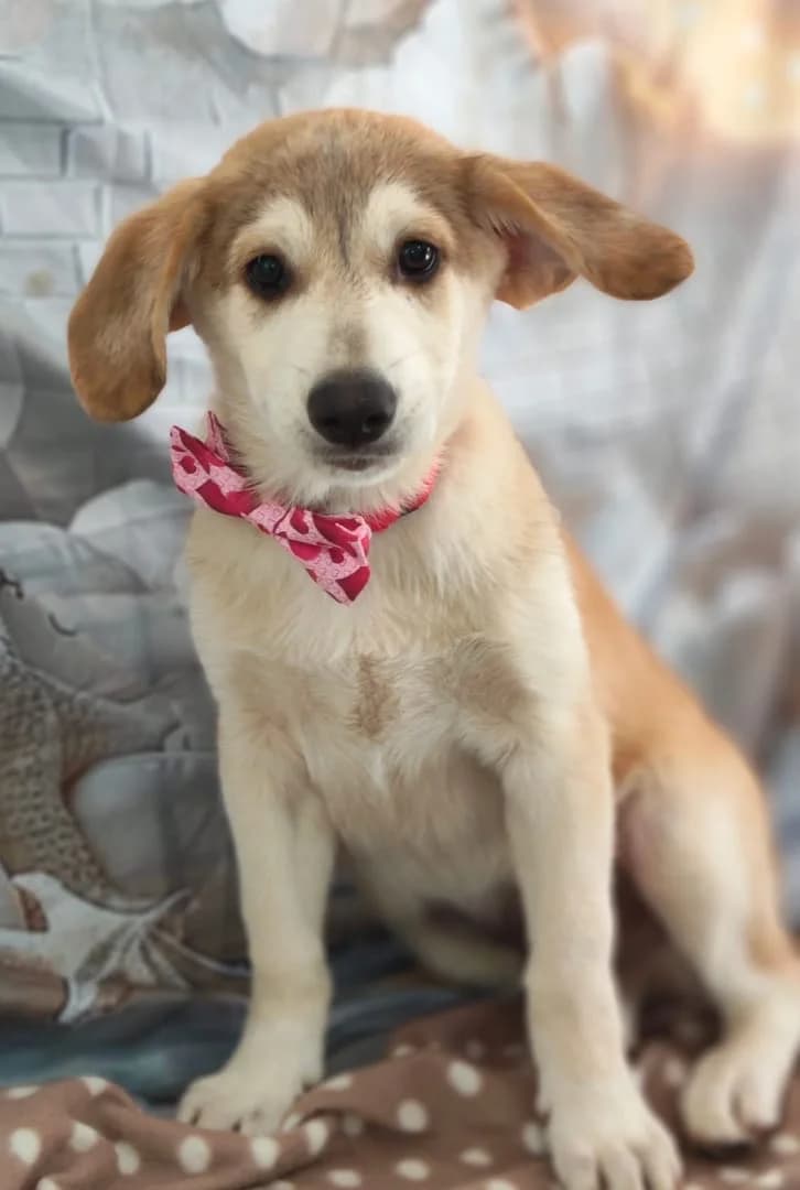 Felix, Bej male puppy Mixed Breed for adoption at ASPA București — Catalog Câini