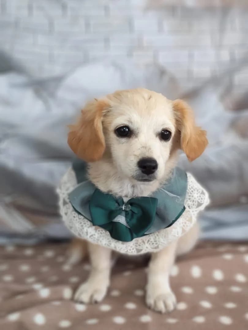 Iris, Alb female puppy Mixed Breed for adoption at ASPA București — Catalog Câini