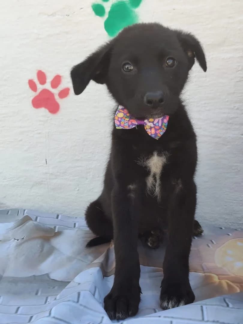 Ruby, Negru female puppy Mixed Breed for adoption at ASPA București — Catalog Câini