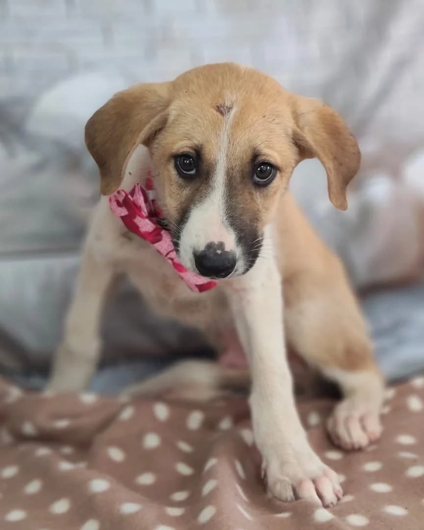 Opal, Alb male puppy Mixed Breed for adoption at ASPA București — Catalog Câini