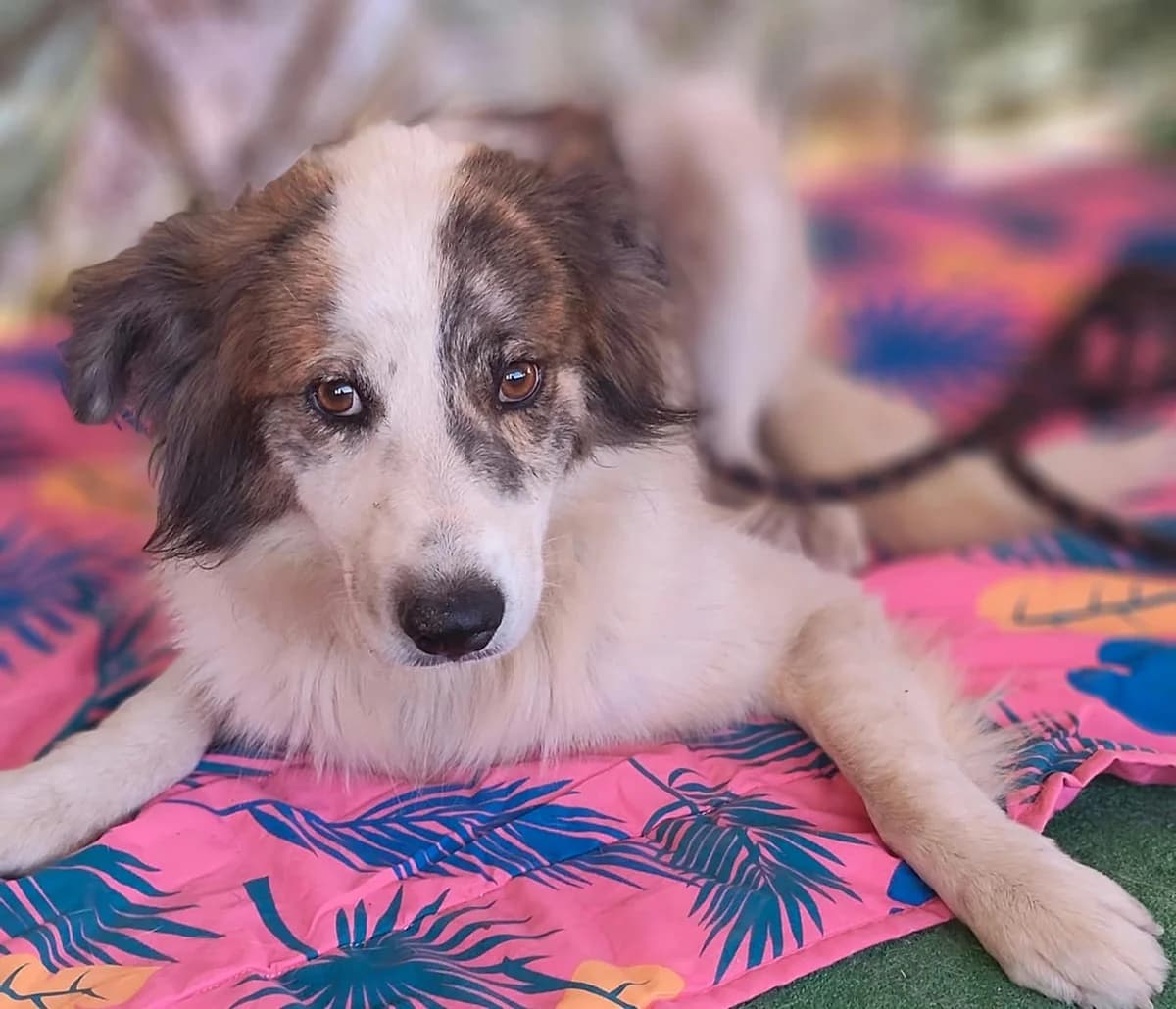 Oscar, Alb male 3yo Mixed Breed for adoption at ASPA București — Catalog Câini