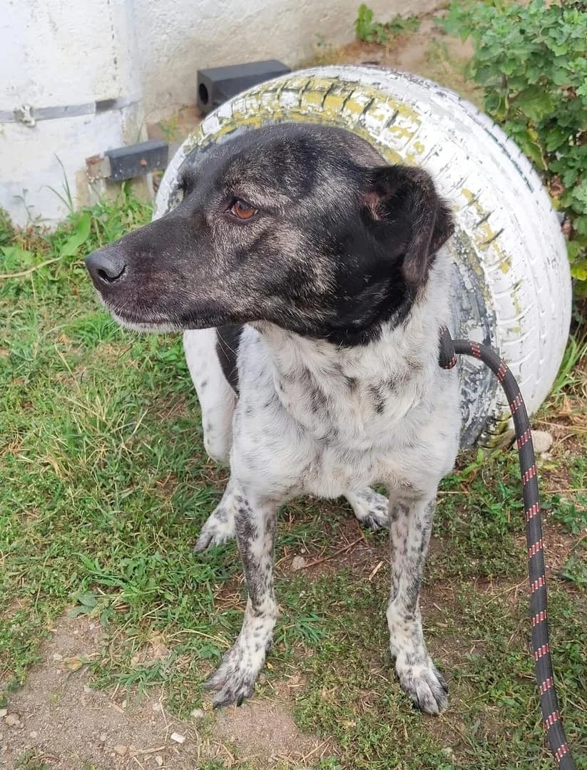 Zoe, Alb female 3yo Mixed Breed for adoption at ASPA București — Catalog Câini