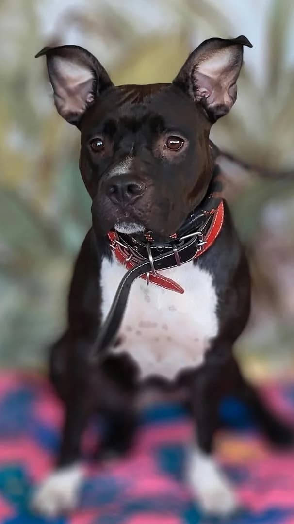 REINA, Negru female Mixed Breed for adoption at ASPA București — Catalog Câini
