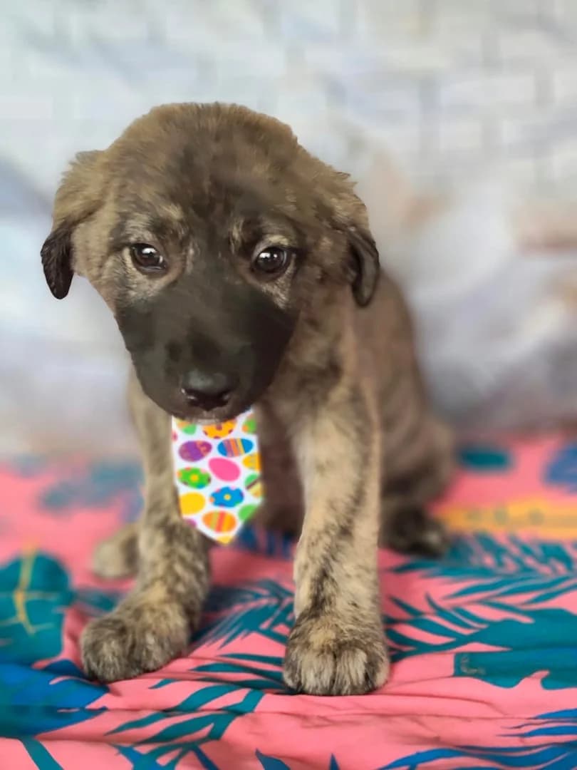 Honey, Gri male puppy Mixed Breed for adoption at ASPA București — Catalog Câini
