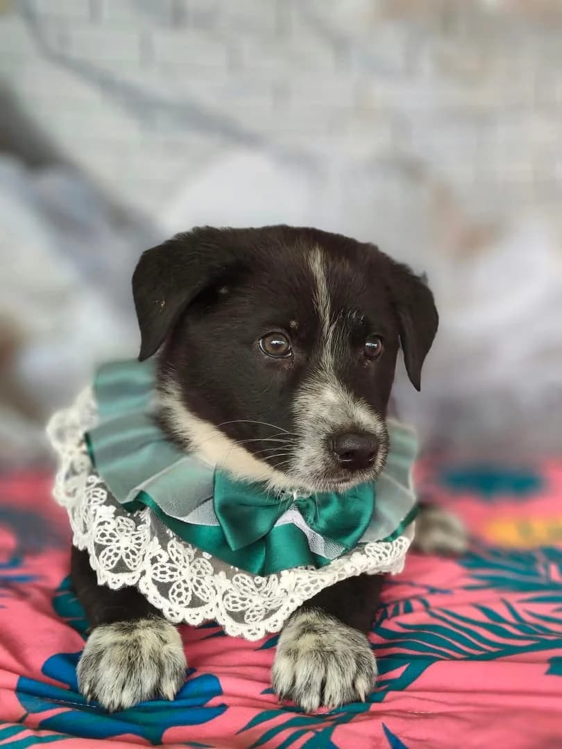 Athena, Negru female puppy Mixed Breed for adoption at ASPA București — Catalog Câini