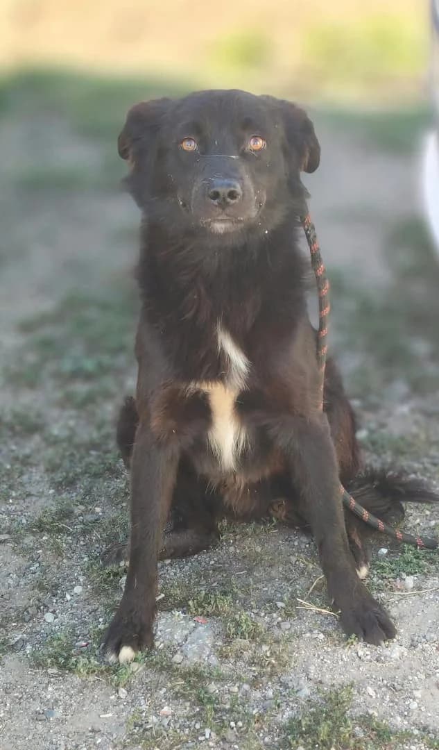 Diesel, Negru male young Mixed Breed for adoption at ASPA București — Catalog Câini