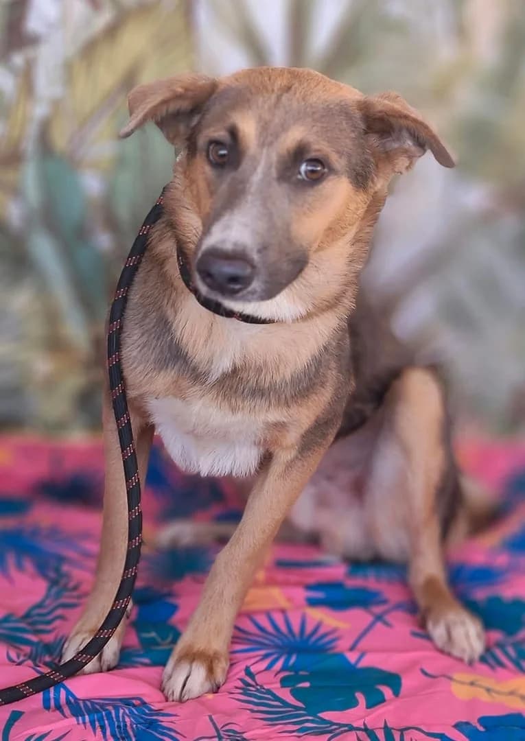 Luna, Maro female Mixed Breed for adoption at ASPA București — Catalog Câini