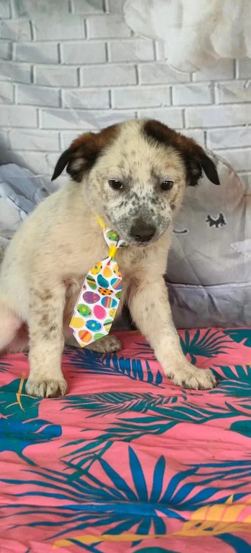 Finn, Alb male puppy Mixed Breed for adoption at ASPA București — Catalog Câini