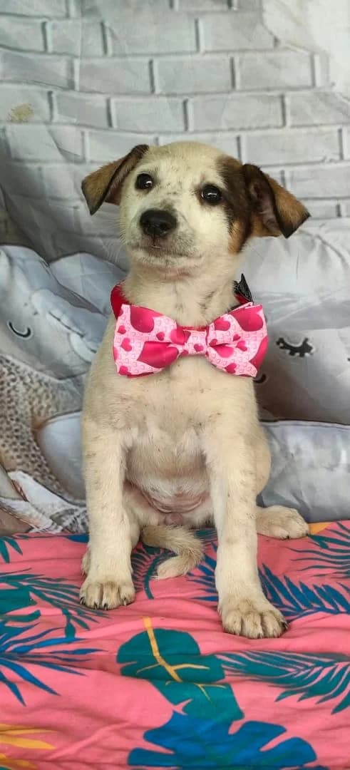 Molly, Alb female puppy Mixed Breed for adoption at ASPA București — Catalog Câini