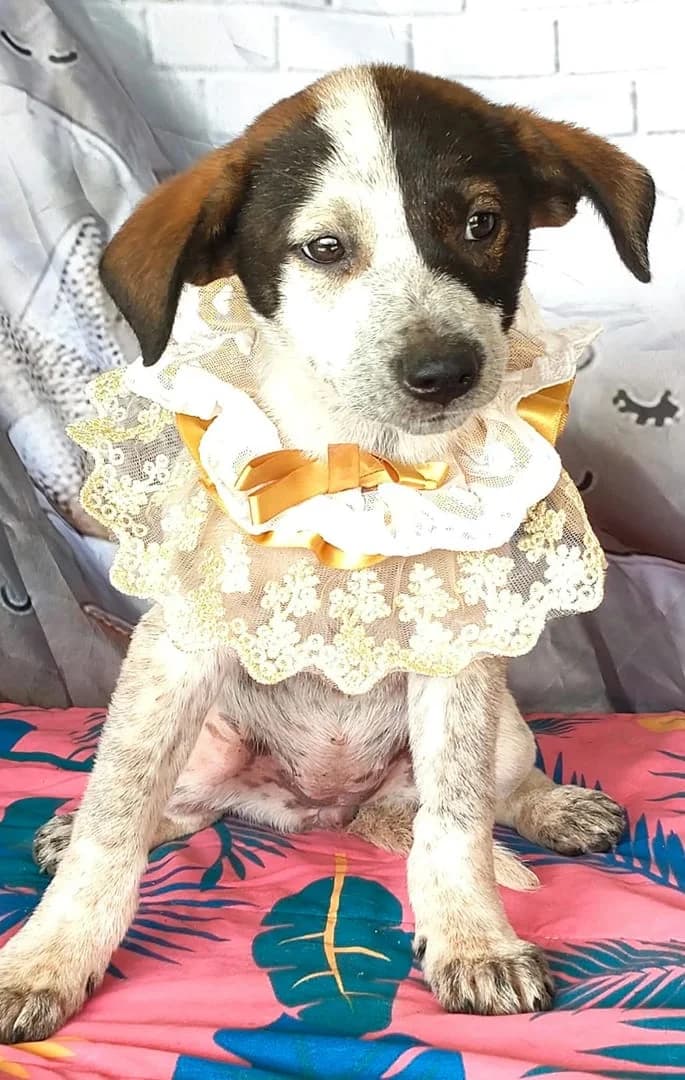 Luna, Alb female puppy Mixed Breed for adoption at ASPA București — Catalog Câini