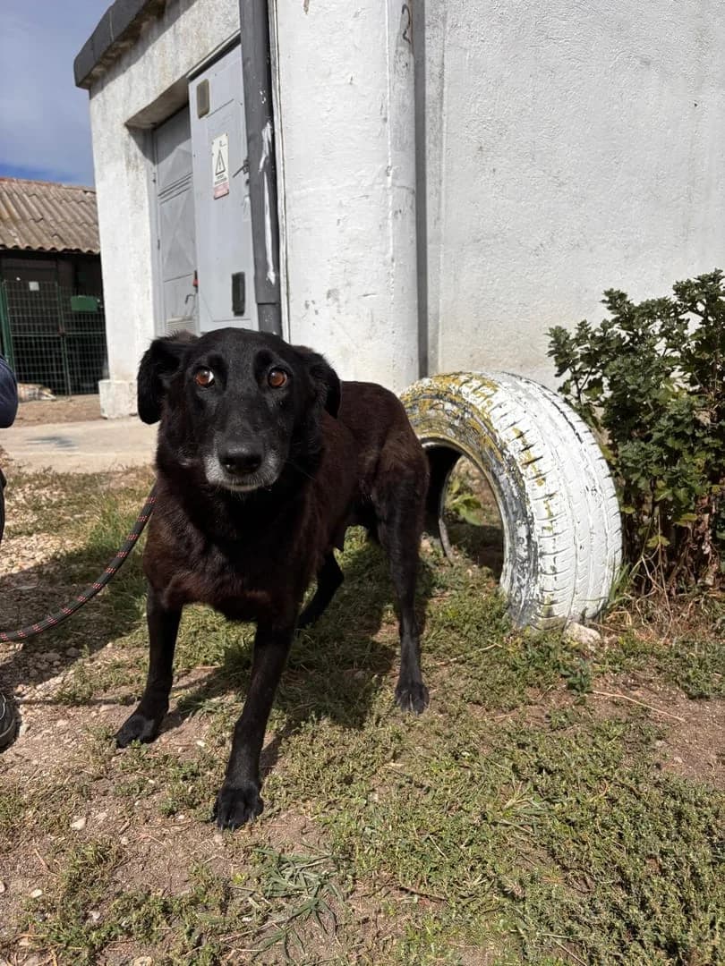 Mia, Negru female 4yo Mixed Breed for adoption at ASPA București — Catalog Câini