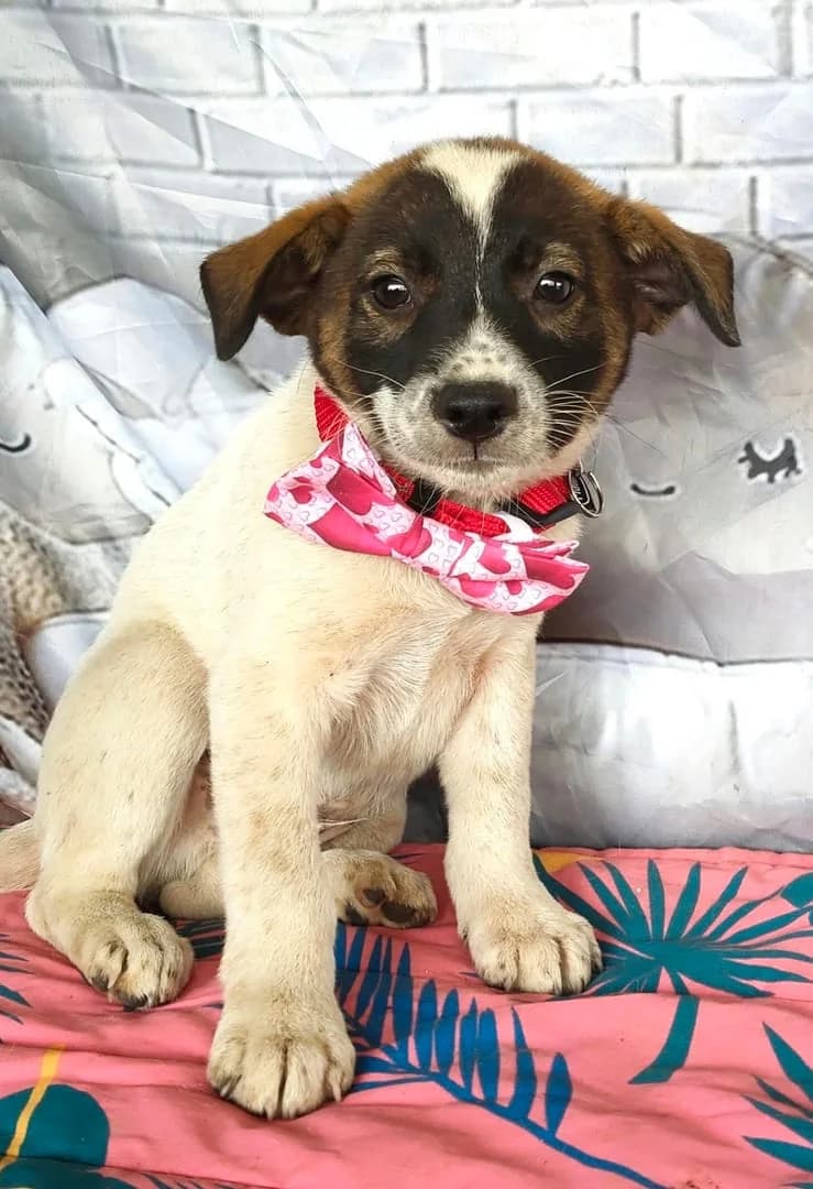 Bruno, Alb male puppy Mixed Breed for adoption at ASPA București — Catalog Câini