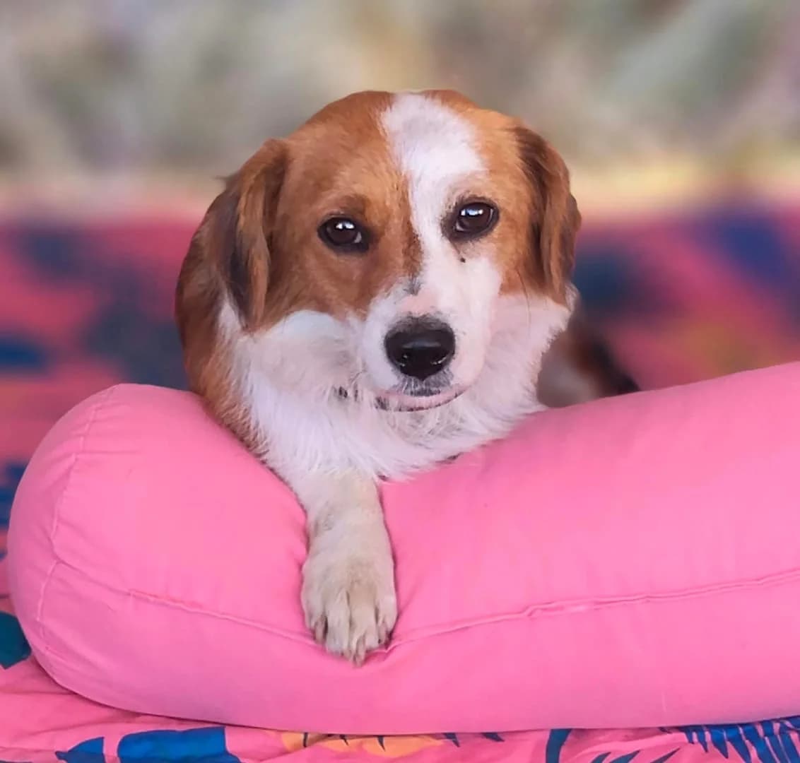 Zoey, Alb female young Mixed Breed for adoption at ASPA București — Catalog Câini
