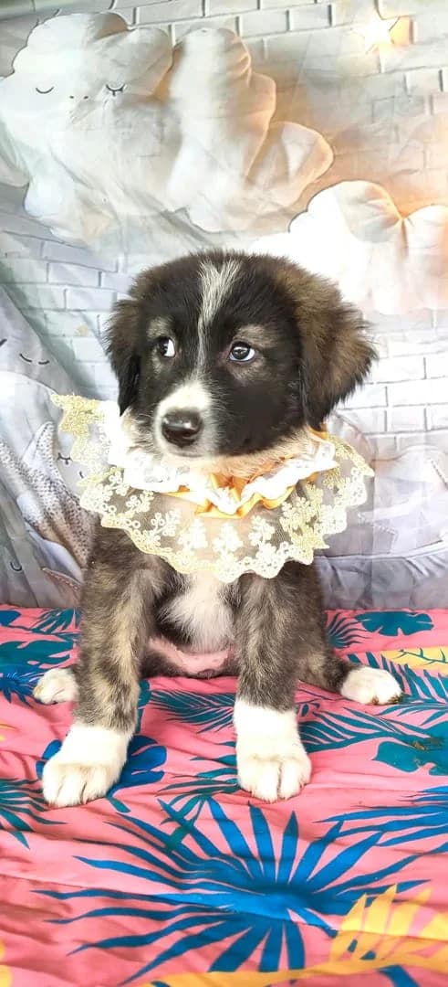 Bianca, Negru female puppy Mixed Breed for adoption at ASPA București — Catalog Câini