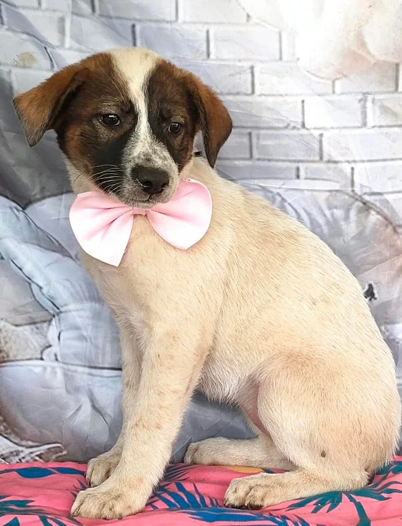 Freya, Alb female puppy Mixed Breed for adoption at ASPA București — Catalog Câini