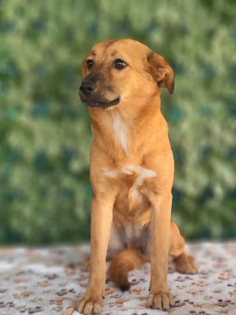 Xara, Roșcat female puppy Mixed Breed for adoption at ASPA București — Catalog Câini